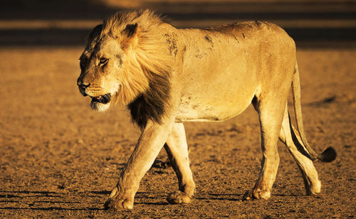 Lioness running on field