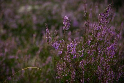 Close-up of lavender flowers on field