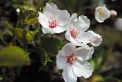 Close-up of white flowers blooming outdoors