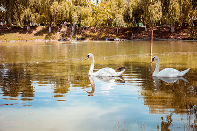 Swans swimming in lake