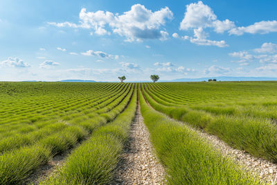 Scenic view of green lavender field before blooming in provence south of france during warm summer