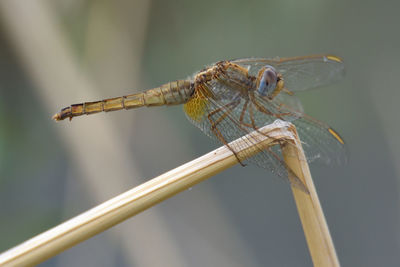 Close-up of dragonfly