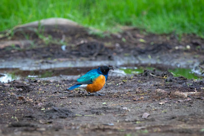 Bird perching on a land