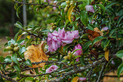 Close-up of pink flowering plants