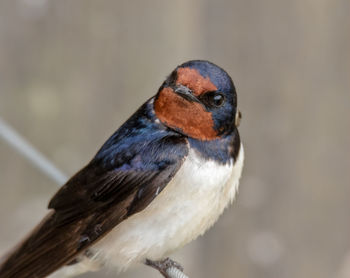 Close-up of adult barn swallow perching outdoors