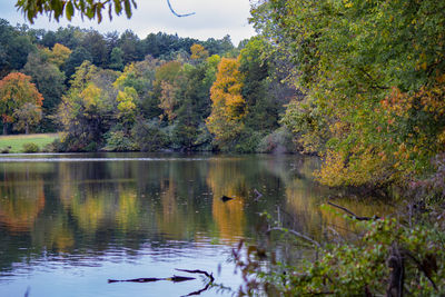 Scenic view of lake by trees during autumn
