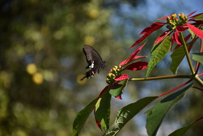 Close-up of butterfly pollinating on flower