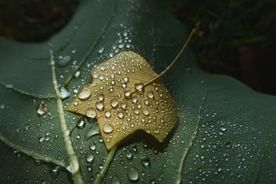 Close-up of raindrops on leaves