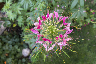 Close-up of purple flowers blooming outdoors