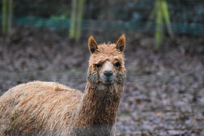 Portrait of alpaca on field