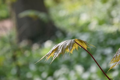 Close-up of plant