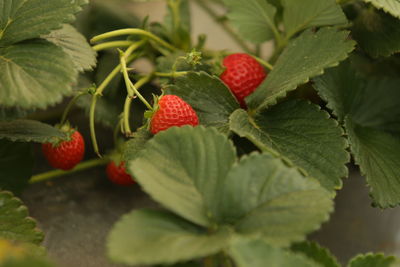 Close-up of strawberry growing on plant