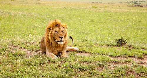 Lion in a field