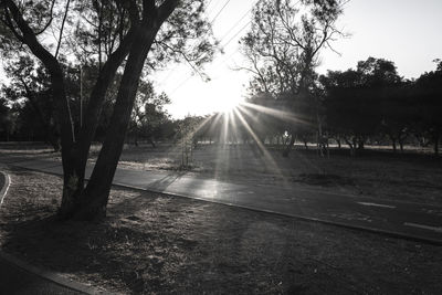 Sunlight streaming through trees in park