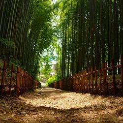 Bamboo trees in forest