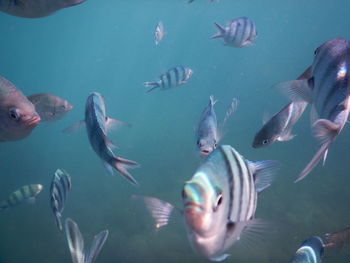 Fish swimming in water