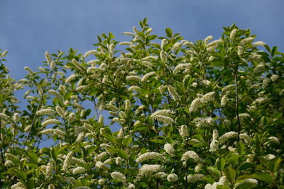 Low angle view of flowering plants on field against sky