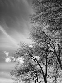 Low angle view of trees against sky