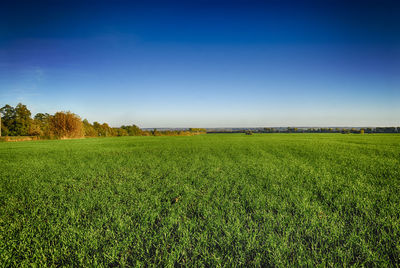 Scenic view of agricultural field against blue sky
