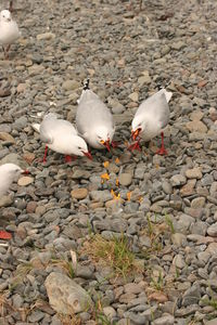 High angle view of seagulls perching on pebbles