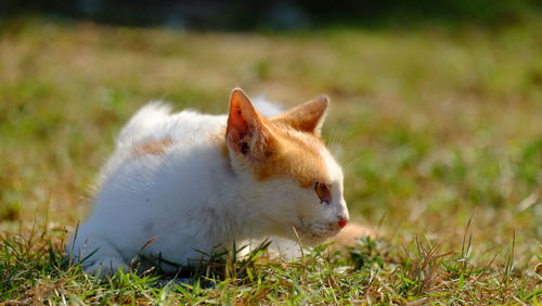 Close-up of a cat on field