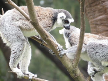 Close-up of lemur on branch