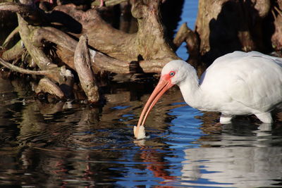 View of white ibis birds in lake