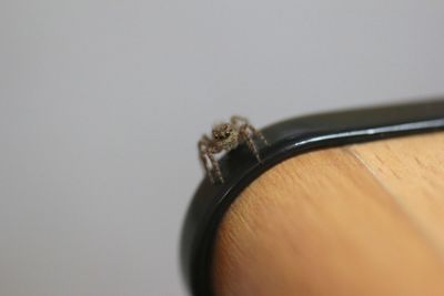 Close-up of object over white background