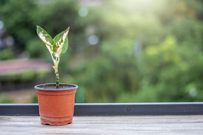 Close-up of potted plant on table