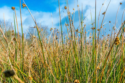 Close-up of stalks in field against blue sky