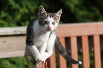 Portrait of cat on wood