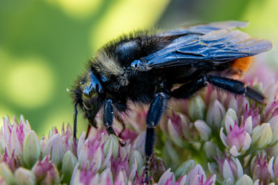 Close-up of bee on purple flower