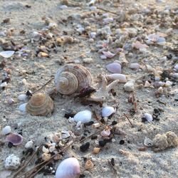 High angle view of snail on beach