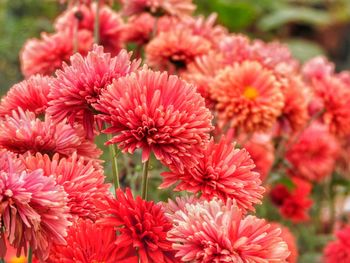 Close-up of red flowers blooming outdoors