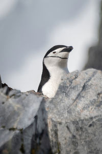 Chinstrap penguin peeks over rock on ridge