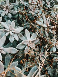 Close-up of flowers blooming outdoors