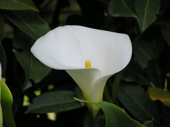 Close-up of white flower