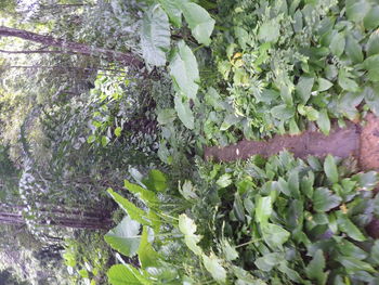 Close-up of leaves on tree