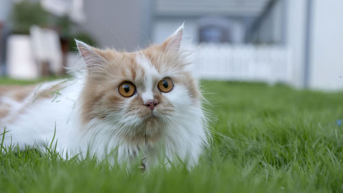 Portrait of a cat on field