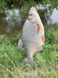 Close-up of fish on grass