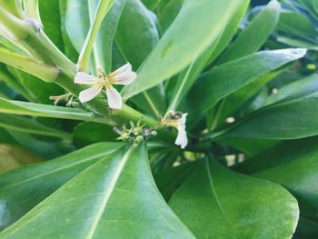 Close-up of insect on plant