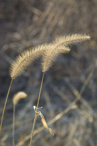 Close-up of dry flower on field