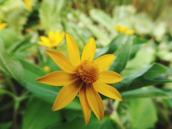 Close-up of yellow flower