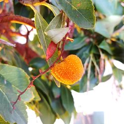 Close-up of fruit growing on tree