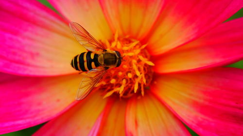 Close-up of insect on flower