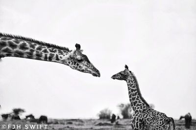 Low angle view of giraffe against sky