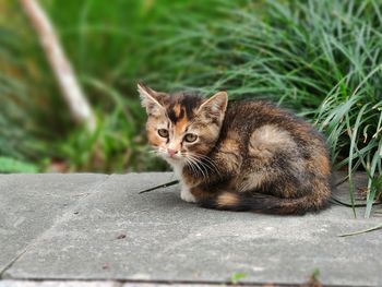 Portrait of tabby cat on road