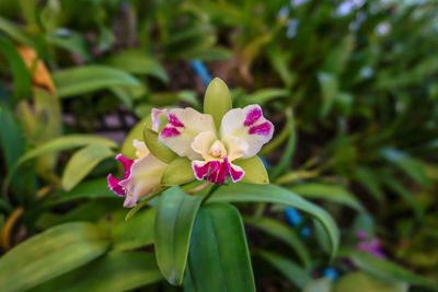 Close-up of pink flowering plant