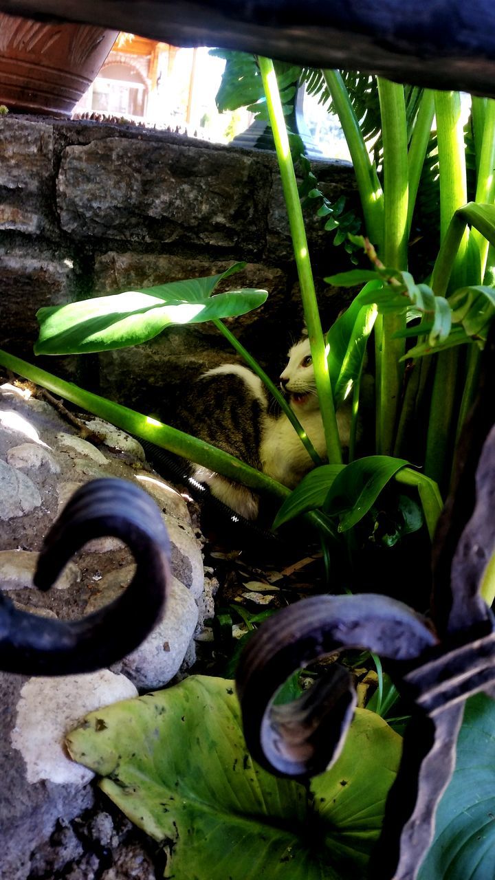 green color, leaf, plant, growth, water, built structure, high angle view, close-up, nature, architecture, outdoors, day, no people, building exterior, green, front or back yard, pond, potted plant, moss, wet