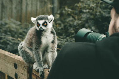 Man photographing lemur with camera